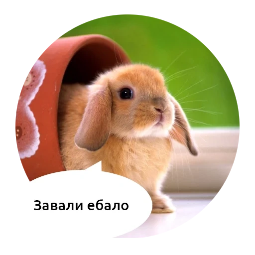 bunny, rabbit, rabbit, home rabbit, rabbit rabbit mi