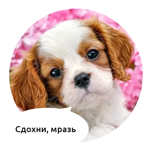 dog spaniel, king charles spaniel, puzzles puppy flowers 180 email, puzzle castorland pup in pink flowers, cavalier-king-chalz-spaniel puppy