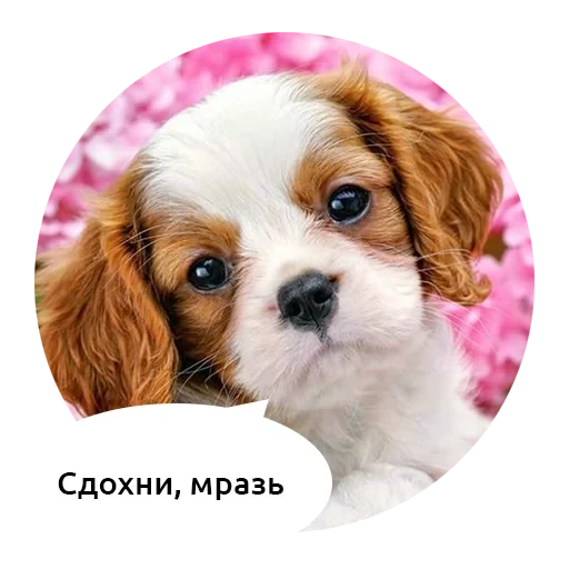 the hound, king charles hound, puzzle welpen blumen 180 el, castoran pup in pink flowers puzzle, knight-king charles-hound welpen