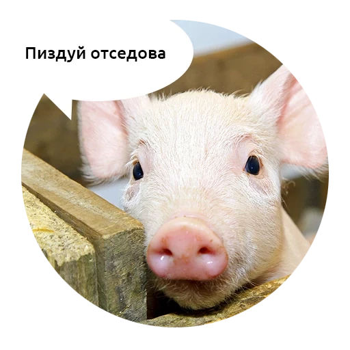 cochon, animaux, cochon, prune de porcs, vache