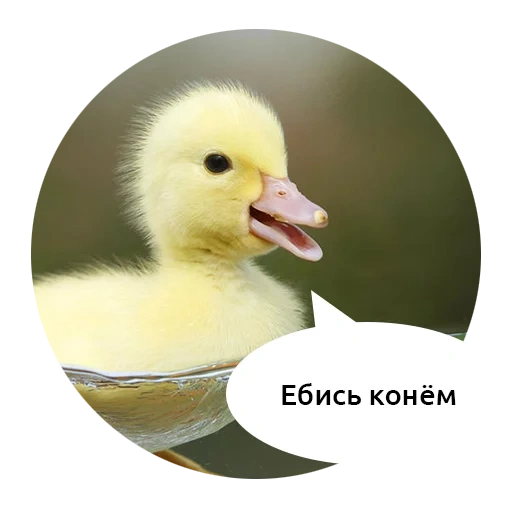 duck, duckling, the duck is yellow, duck duck, the horse with ducks meme