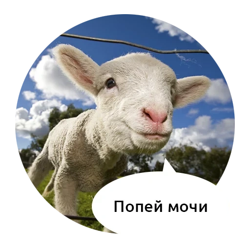 овца, животные, попей мочи