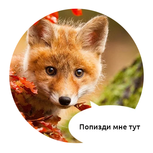 malvado, fox, zorro rojo, fox fondo otoño