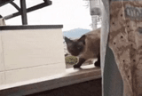 cat, cat, animals, cat gif, the cat jumps on the balcony