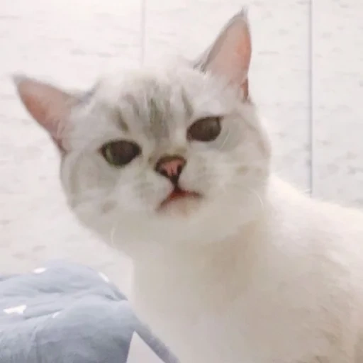 cat, seal, nana cat, cat white, drama cat