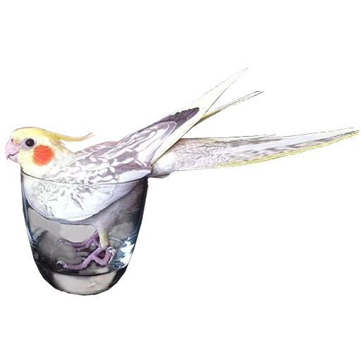 corella, cendres de corella, amazone de corella, connecteur corella, ailes de corella de perroquet