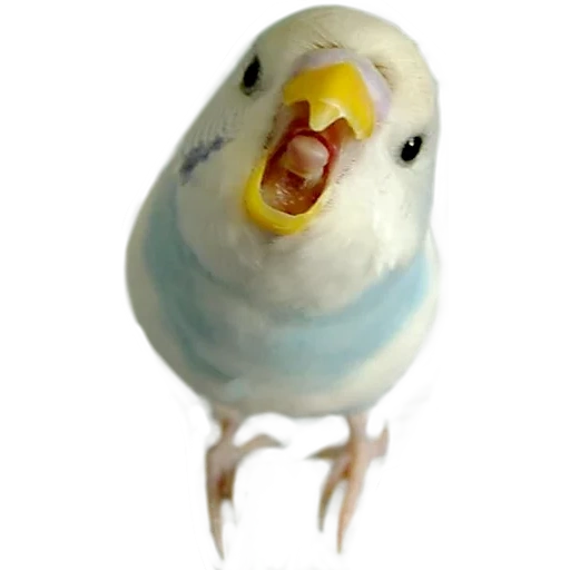 the parrot is wavy, budgie, white parrot is wavy, the wavy parrot is funny, wavy parrot with a white background