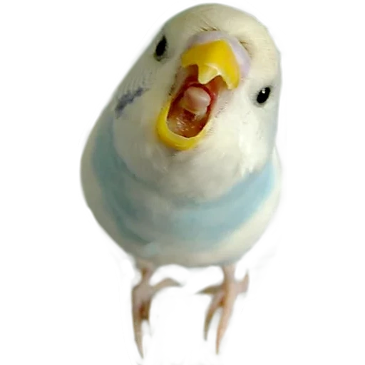 el loro es ondulado, periquito, el loro blanco es ondulado, el loro ondulado es divertido, parrot ondulado con fondo blanco