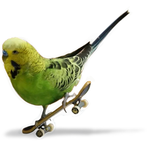 parrot de pássaro, virgerigar, periquito, crista do papagaio ondulado, o papagaio ondulado é caseiro
