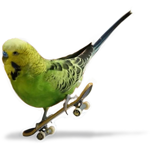 bird parrot, budgerigar, budgie, wavy parrot crest, the wavy parrot is homemade