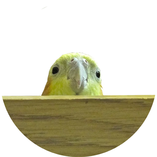 parrot mem, um papagaio gritando, corella parrot