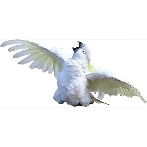 cacuba bird, the parrot of the bird, flying bird, animals of birds, flying pigeon