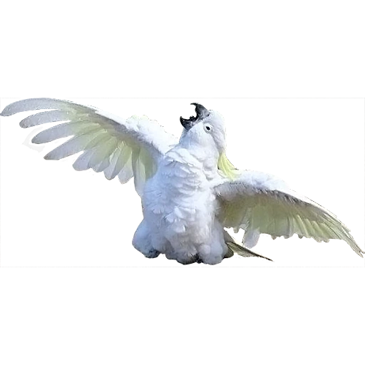 cacatua cacatua, uccello pappagallo, gli uccelli volanti, animali degli uccelli, i piccioni volanti