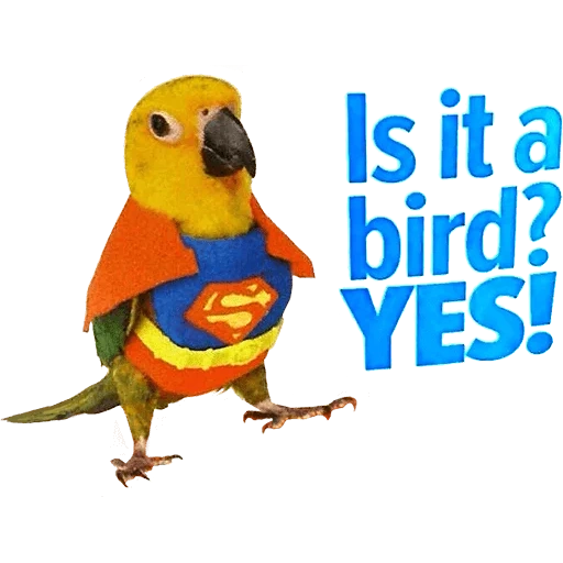 burung macaw, cringe therapy, burung beo aladdin