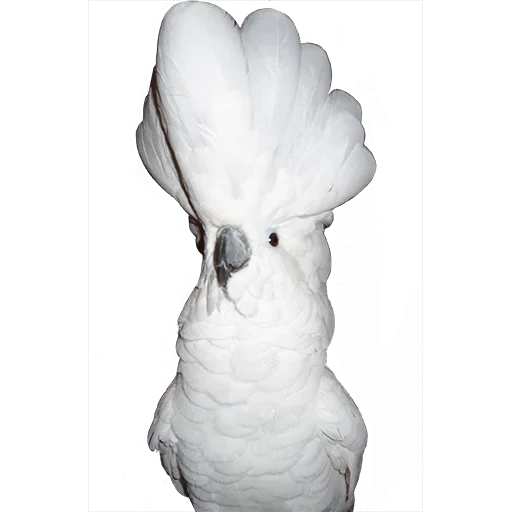 parrot of the caccadus alba, white parrot caccadus, parrot caccadus white khokholkom, hansa big baby caches