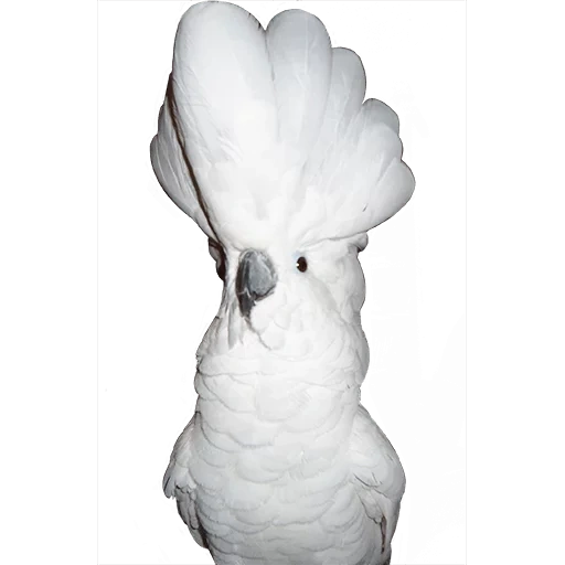 loro del caccadus alba, loro blanco caccadus, parrot caccadus white khokholkom, hansa big baby caches