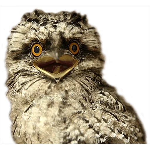 o pássaro de cabra, animais fofos, fritar chick chicks, tawny frogmouth bird