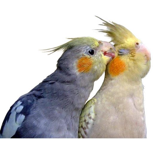 corella, corella papagei, der papagei corella junge, der heimische papagei corella