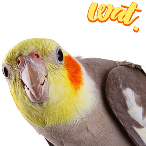 burung beo menjerit, burung beo corella, burung beo corella, corell parrot