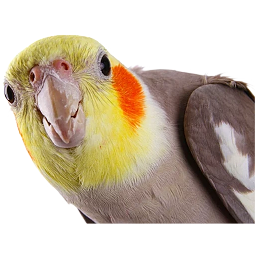 the parrot screams, a screaming parrot, corella parrot, parrot corella, the screaming parrot of corella