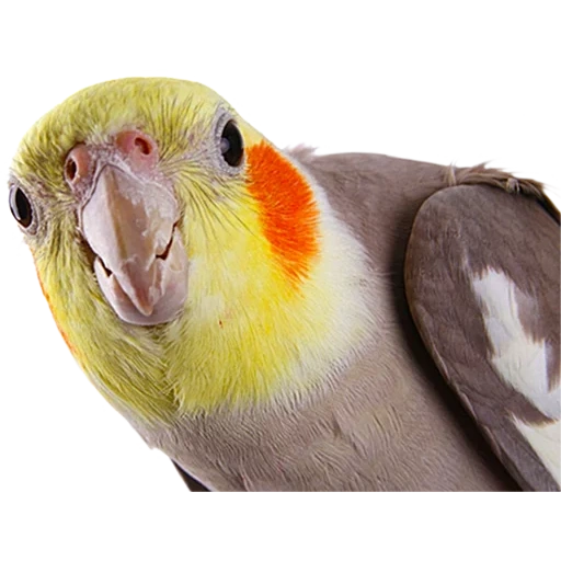 el loro grita, un loro gritando, corella loro, loro corella, el loro gritando de corella