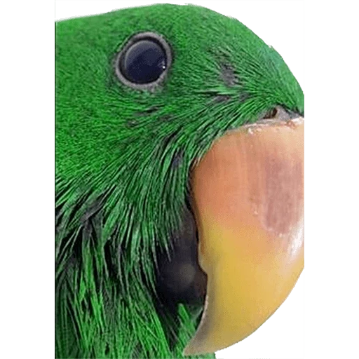 parrot, the parrot is green, big green parrot, green parrot with red cheeks