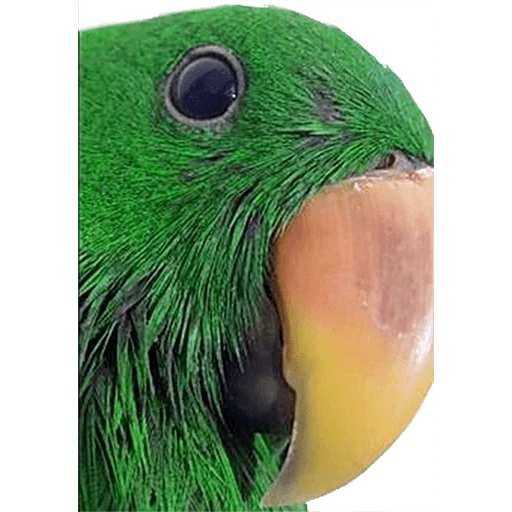 loro, el loro es verde, gran loro verde, loro verde con mejillas rojas