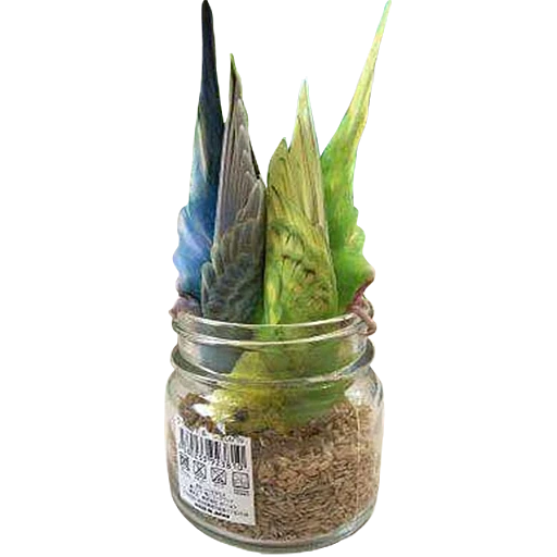 plantas, flor suculenta, plantas de interior, plantas artificiales, sansvieria trifasciata