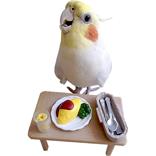 corella parrot, the parrot is funny, talking parrot, cute corella parrots, corella's parrot is funny