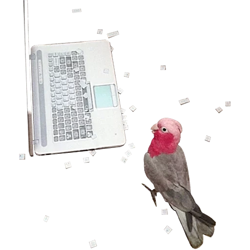 die vögel, die kuh, papagei auf dem computer