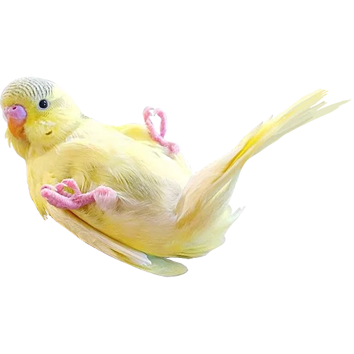 corella parrot, virgerigar, periquito, ramo de papagaio ondulado, parroto ondulado amarelo