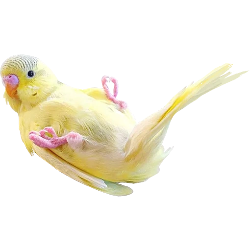 corella parrot, budgerigar, budgie, wavy parrot branch, yellow wavy parrot