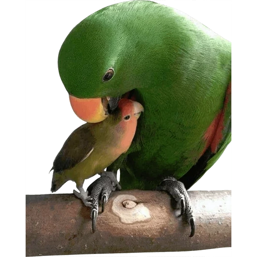 papagaios negados, parrot verde com bico amarelo, chick de papagaio alexandrino, colar alexandrino