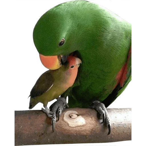 loros denyers, loro verde con pico amarillo, pollito de loro alexandriano, collar alexandriano