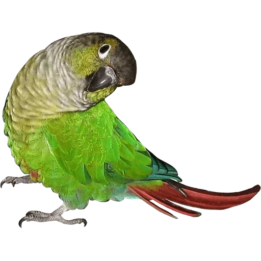попугай пиррура, амазонский голубой попугай