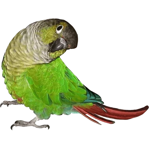 loro de pyrrhum, parrot blue amazon