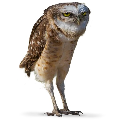 animaux, owl drôle