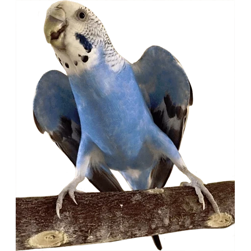 budgerigar, budgie, the wavy parrot is funny