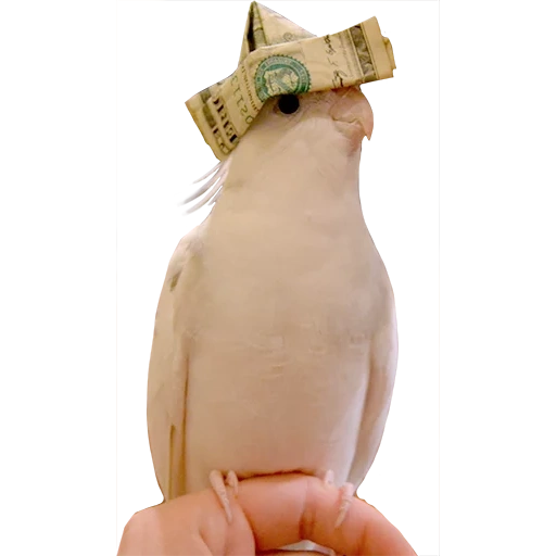 money, the parrot hat