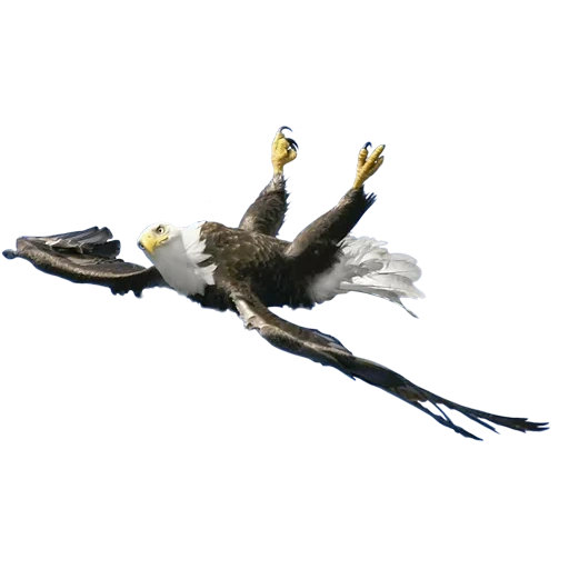 parker, der weißkopfseeadler, der weißkopfseeadler hängt verkehrt herum, eagle eye burlesque art starker spieler