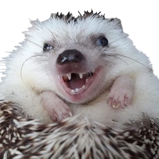 hedgehog, charmant hérisson, hérisson satisfait, hérisson heureux, hérisson souriant