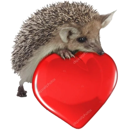 hedgehogs, hedgehog apple, hedgehog heart, hedgehog with apple paws, the hedgehogs are very small