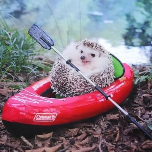 hedgehog azuki, hedgehog kayak, hedgehog tourist, funny hedgehog, little hedgehog