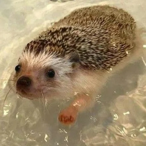 the hedgehog swims, the hedgehog is washed, wet hedgehog, hot hedgehog, hedgehog wild swimming
