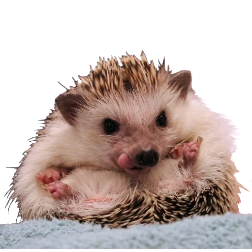 hedgehogs, hedgehogs hedgehog, dear hedgehog, the hedgehogs are small, hedgehogs are funny animals