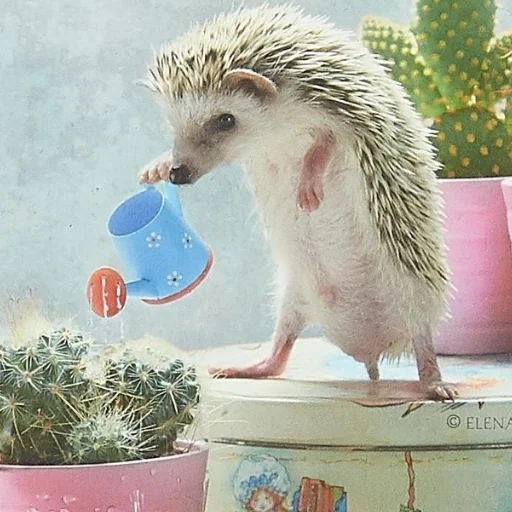 landak, hedgehog yang terhormat, hedgehog thorny, landak panas, little hedgehog