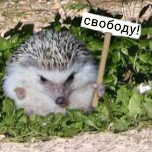 hedgehogs, hedgehog grass, hedgehog goes home, concerned hedgehog, african dwarf hedgehog