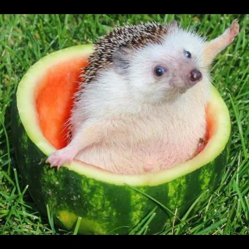 hedgehogs, hedgehog watermelon, dear hedgehog, the hedgehog is cool