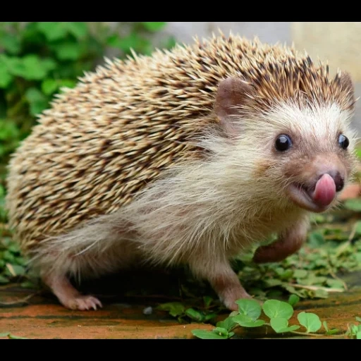 nature, forest hedgehog, thorny hedgehog, little hedgehog, dwarf hedgehog