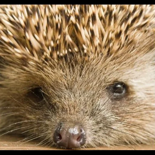 hedgehogs, hedgehogs hedgehog, wild hedgehog, hedgehog is home, photos of a hedgehog